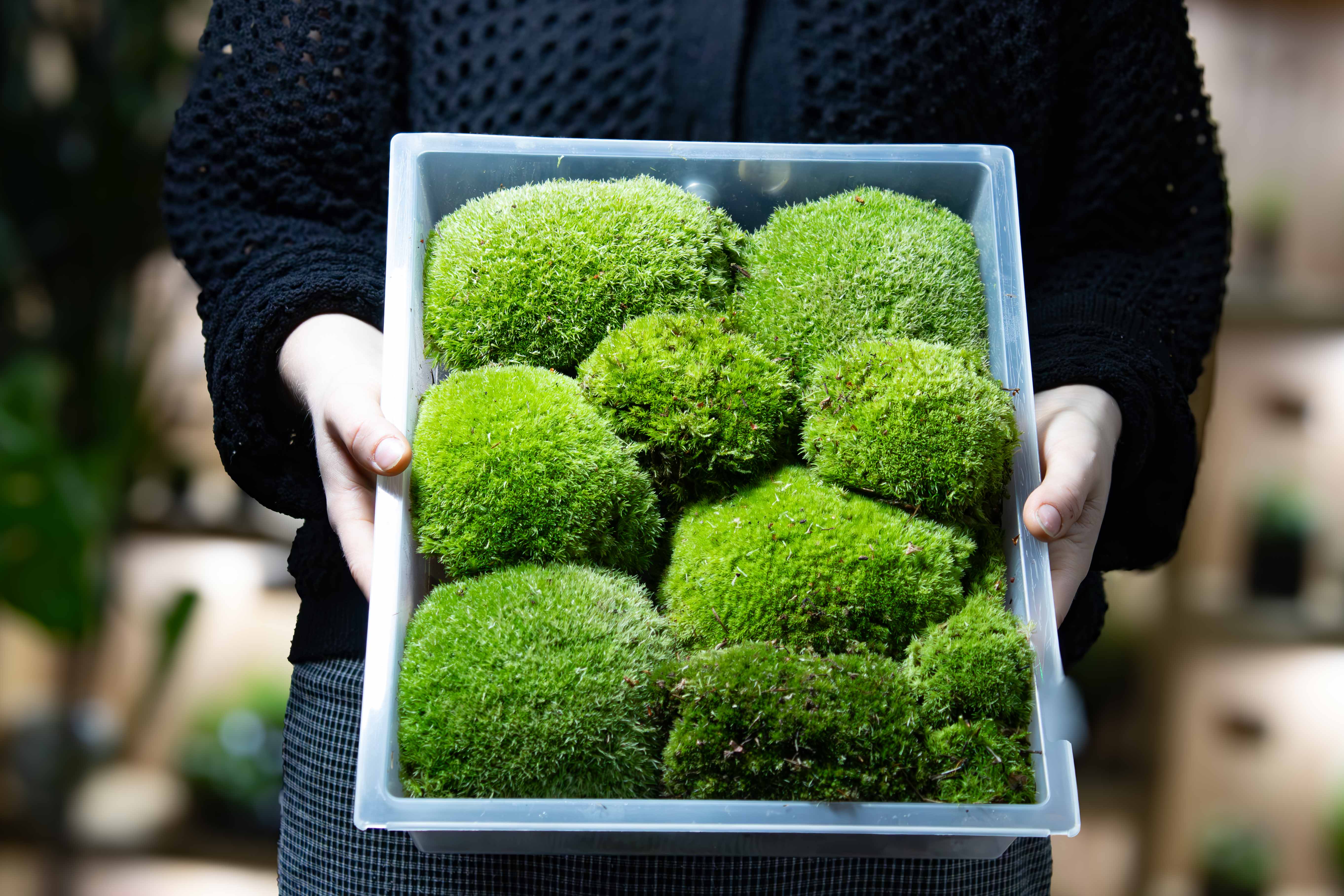 Live Moss Bundle - Image 11