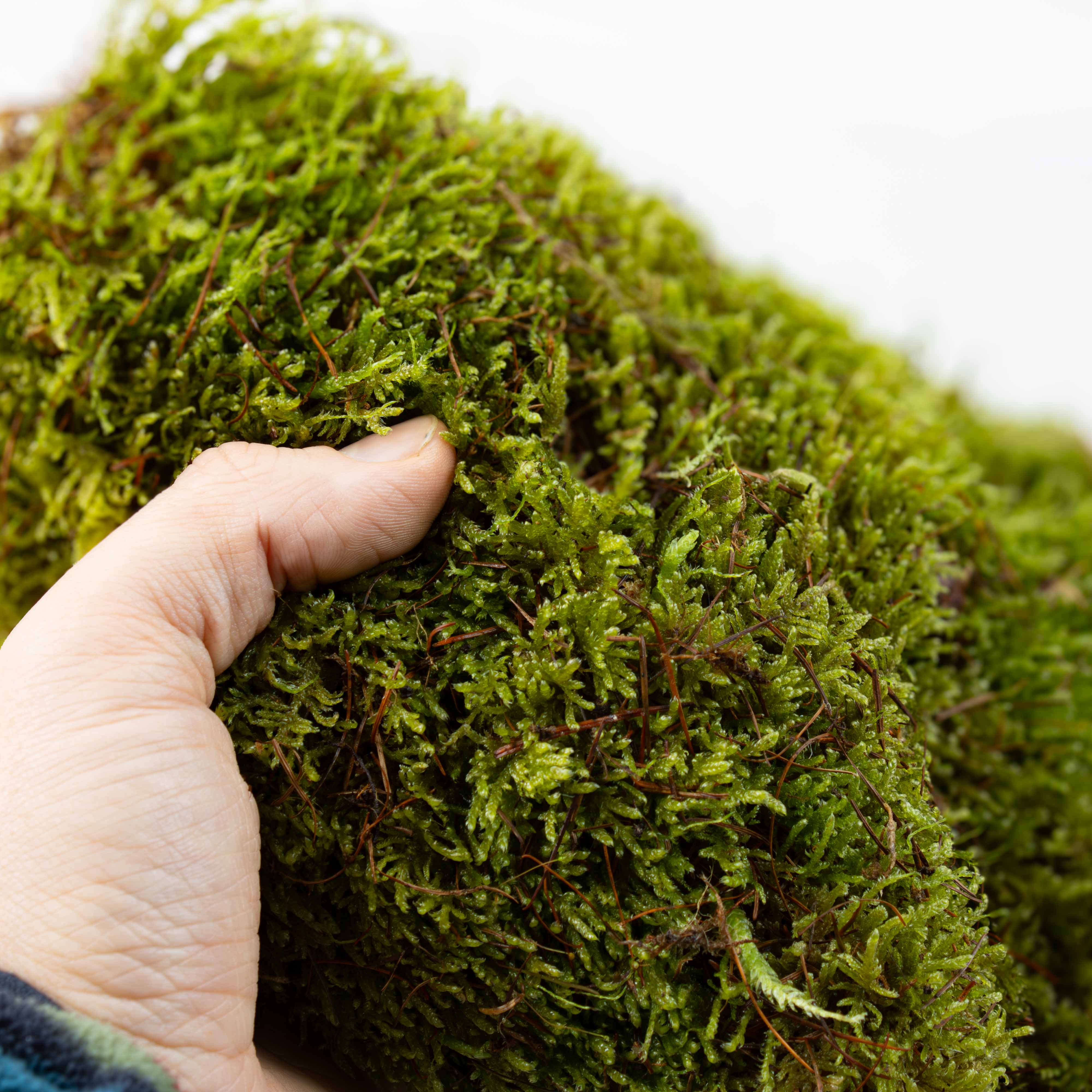 Live Moss Bundle - Image 13