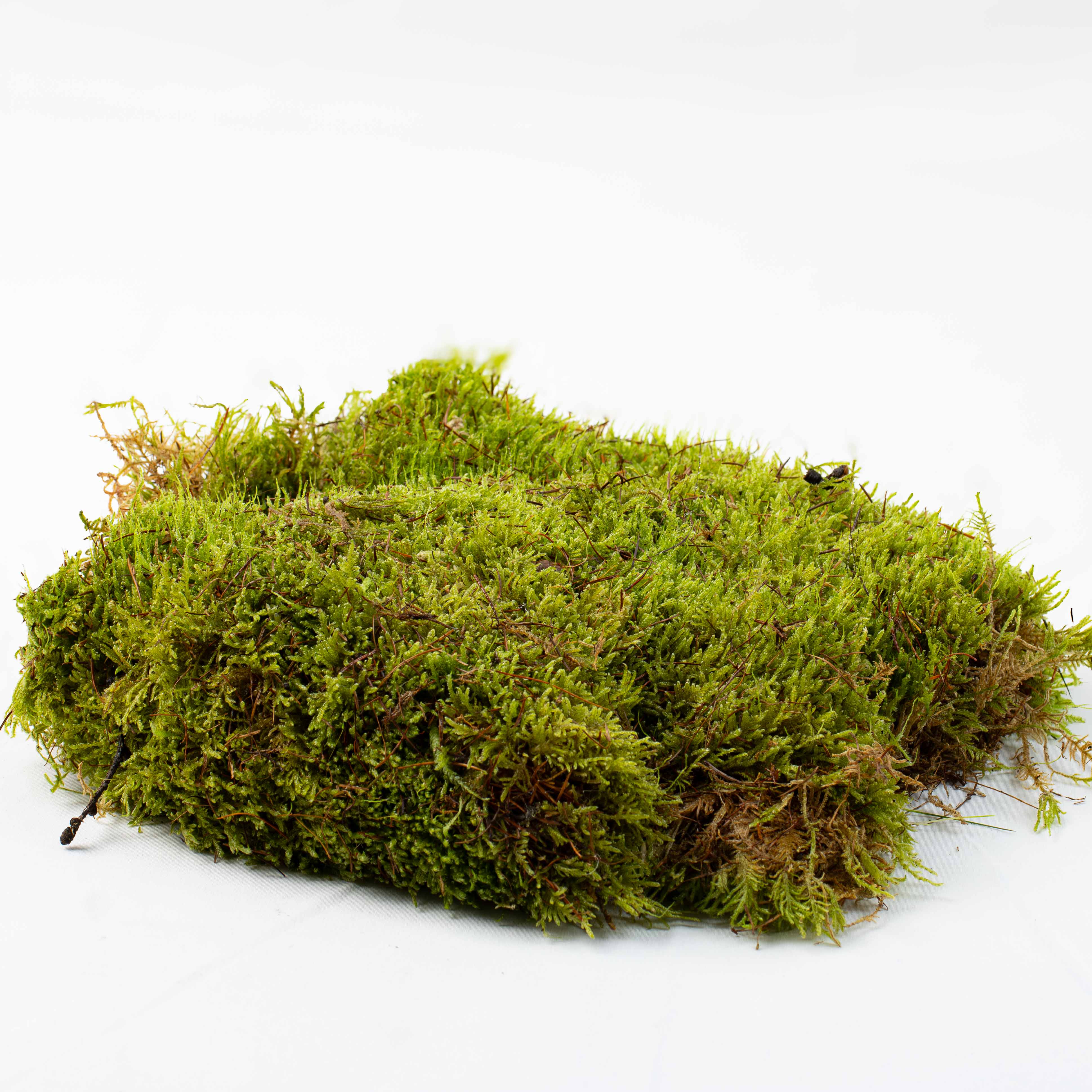 Live Moss Bundle - Image 14