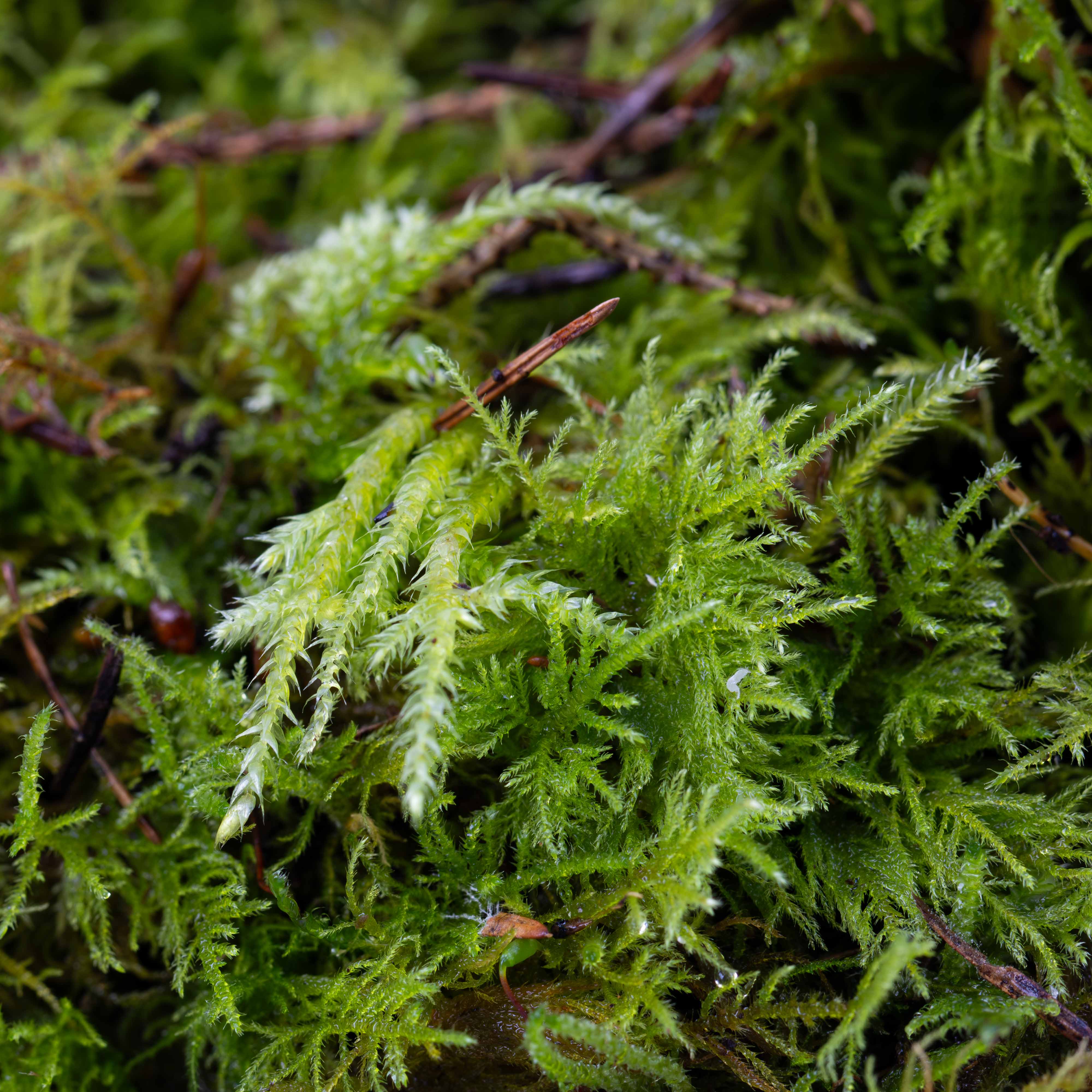 Live Moss Bundle - Image 17